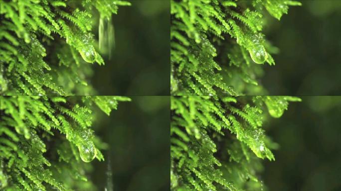 从苔藓到水滴