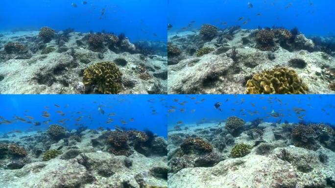 雀鲷在卡波普尔莫的珊瑚形成附近盘旋