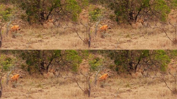 鬣狗看着灌木丛附近的狮子