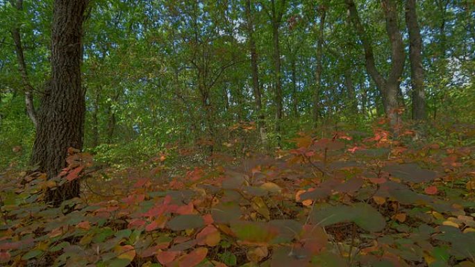 橡木秋季森林延时拍摄电动滑块，原始HDR
