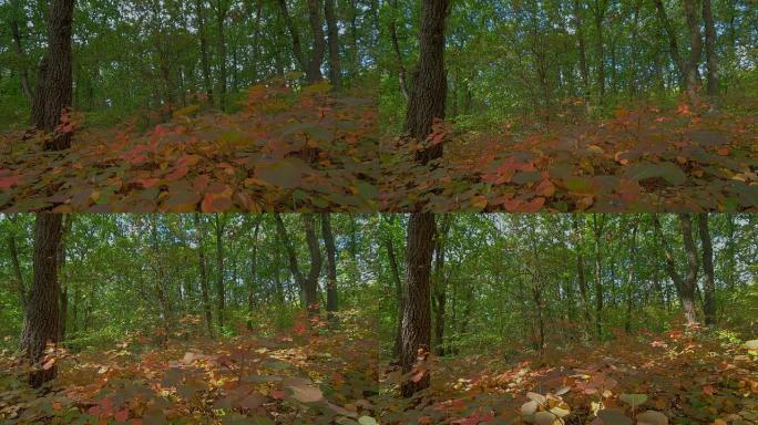 橡木秋季森林延时拍摄电动滑块，原始HDR