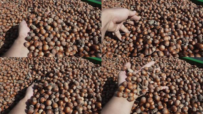 农夫的手拿着一把刚收获的带壳榛子，同时检查它们的质量，颜色和大小以进行营销，慢动作电影拍摄有选择性的
