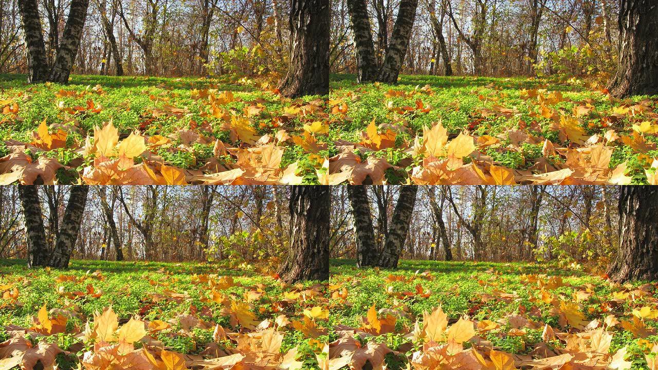 时间流逝。美丽的秋木景观。