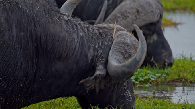 肯尼亚安博塞利国家公园，充满活力的湿地中水牛放牧的特写镜头，来自池塘的饮用水