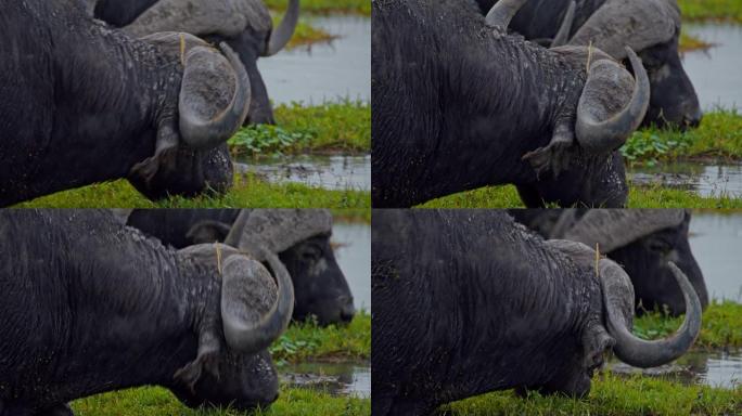肯尼亚安博塞利国家公园，充满活力的湿地中水牛放牧的特写镜头，来自池塘的饮用水