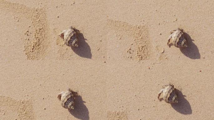 在沙滩上爬行的寄居蟹的俯视图