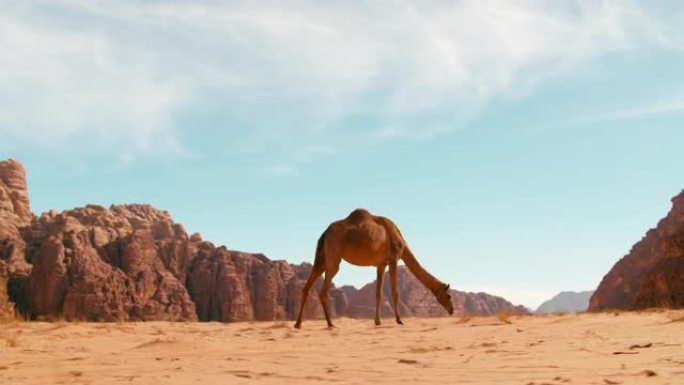 在约旦的瓦迪朗姆酒沙漠中漫步的野生单驼峰骆驼