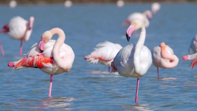 浅水中的火烈鸟，盐湖中的野生大火烈鸟。大自然环境中五颜六色的大粉红鸟。塞浦路斯岛的春季。自然野生动物