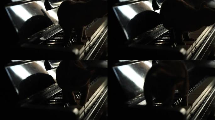 黑猫弹钢琴-戏剧性的光，电影，暗键。