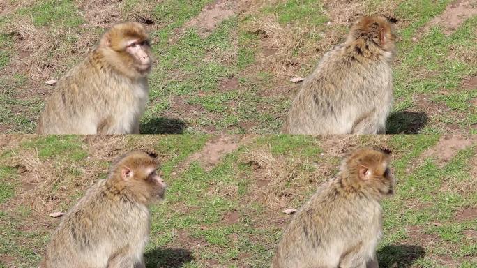 猴子行走和咀嚼 -- 阿尔及利亚和摩洛哥的巴巴里猕猴