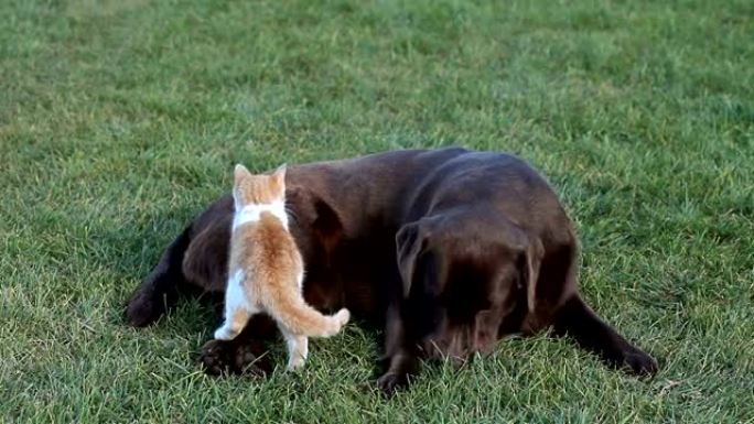 棕色拉布拉多犬的橙色小猫