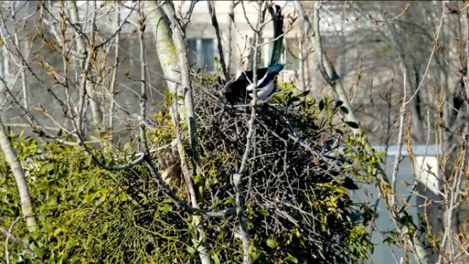春天，高高在树上，两只喜鹊筑巢，一只摆出树枝，把它们抱在喙中，风摇着树鸟喜鹊筑巢