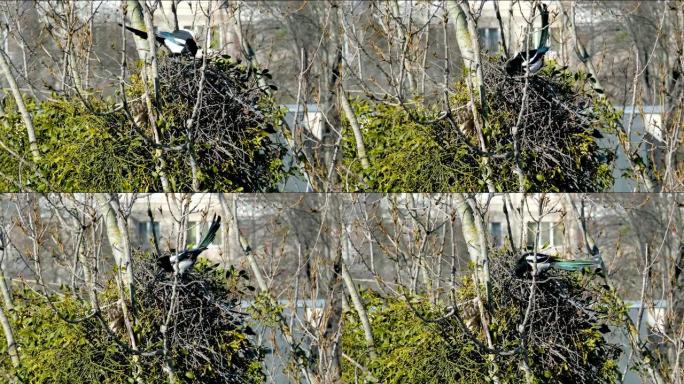 春天，高高在树上，两只喜鹊筑巢，一只摆出树枝，把它们抱在喙中，风摇着树鸟喜鹊筑巢
