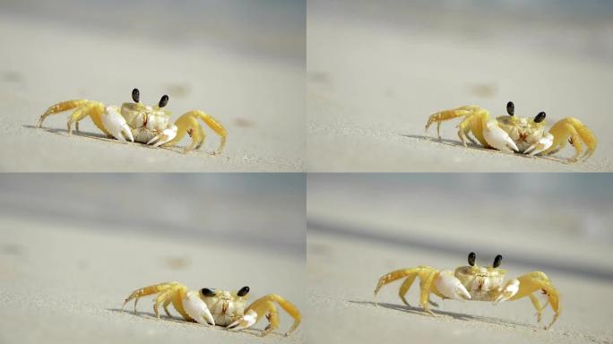 沙滩上的小螃蟹特写镜头生态环境大眼睛