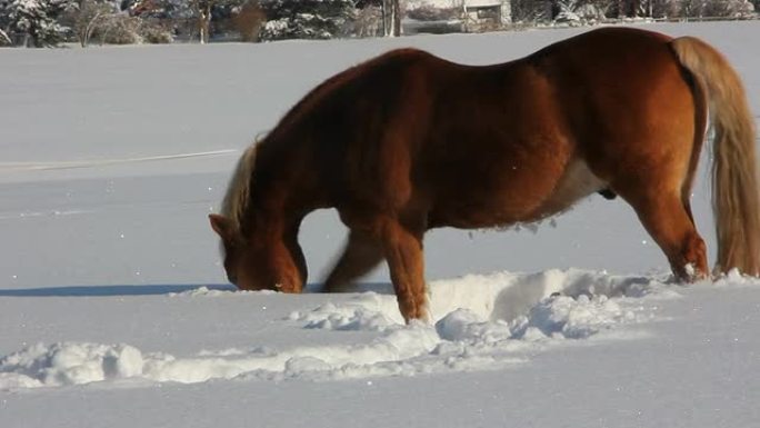 雪地里的马