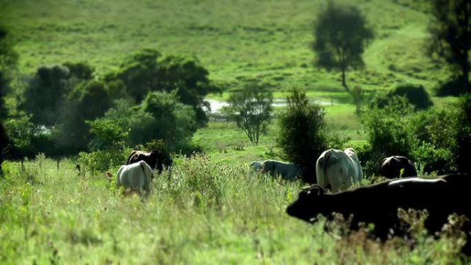 澳大利亚-放牧的奶牛