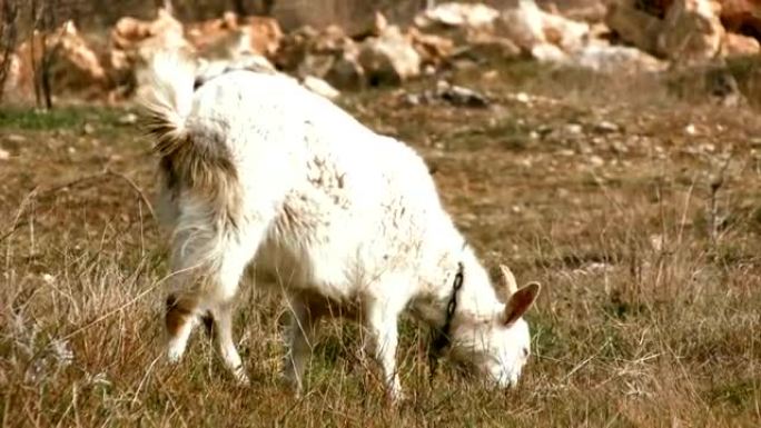 牧场上的山羊被吓坏了，逃走了。