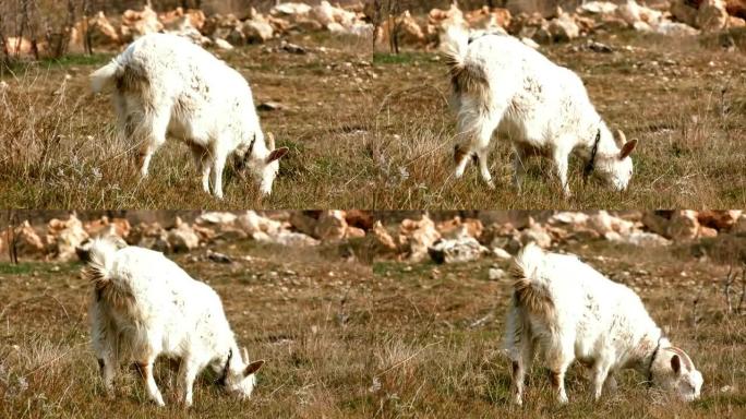 牧场上的山羊被吓坏了，逃走了。
