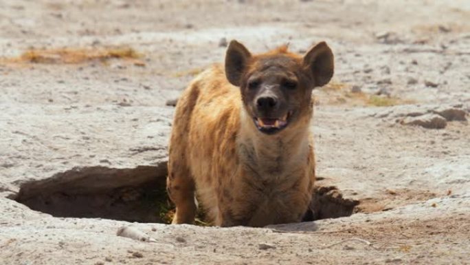 成年鬣狗站在沙坑中，在肯尼亚安博塞利国家公园的大草原上注视着