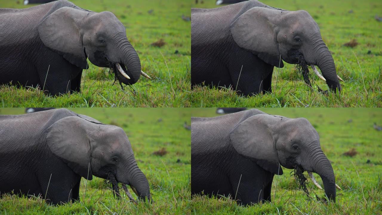 慢动作非洲大象用他的树干在湿地里吃饭，站在一个被草覆盖的水坑里。大象以草为食。安博塞利国家公园，肯尼