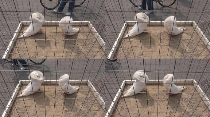 街头集市上的笼子里有两只白鸽