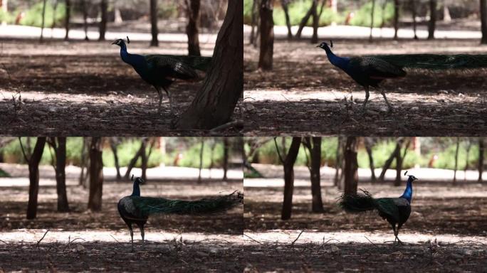 阿联酋阿布扎比巴尼亚斯爵士岛多彩雄性孔雀在大自然中行走