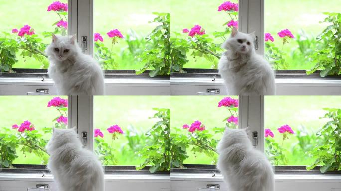 窗台上的白猫
