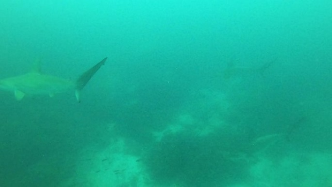 锤头鲨在清澈的绿松石水中慢慢游过视频
