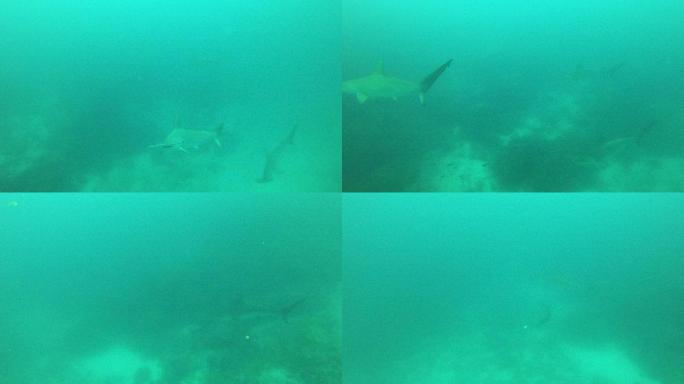 锤头鲨在清澈的绿松石水中慢慢游过视频