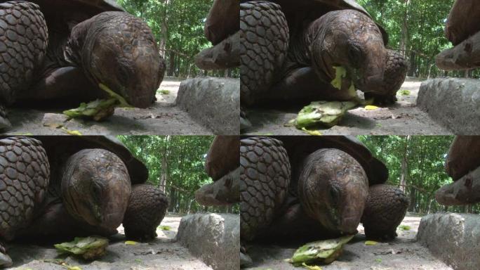 海龟喂养