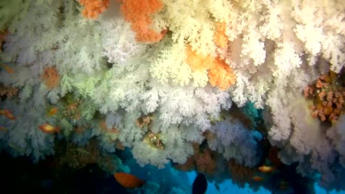 美丽的悬垂与软珊瑚