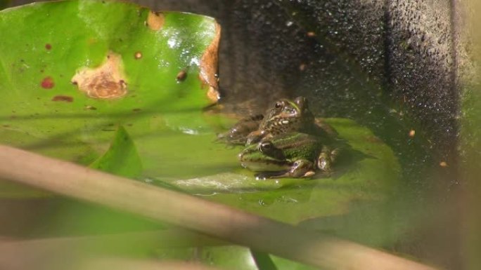 池塘里的青蛙，睡莲上