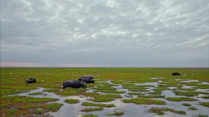 肯尼亚安博塞利国家公园，一群非洲水牛从肥沃的湿地中饮用，周围有几只鸟