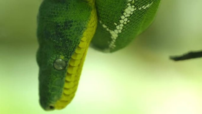 树树枝上的翡翠树蟒蛇
