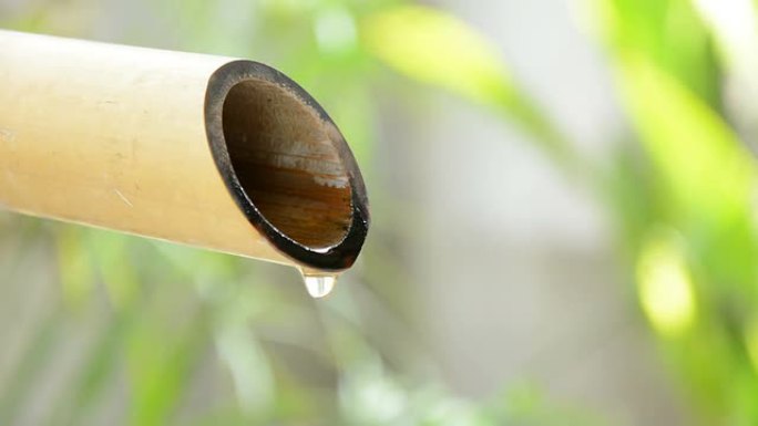 干燥竹杆上的水滴