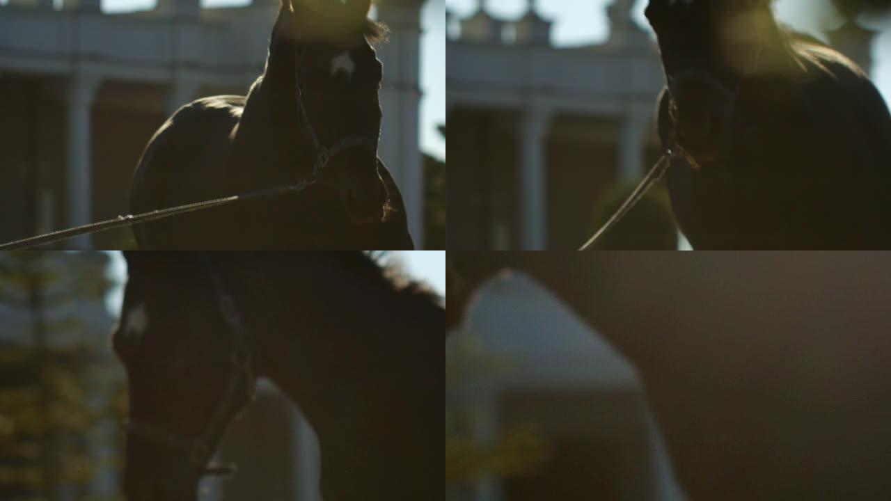 一匹黑马在普罗旺斯风格的欧洲房屋的背景上奔跑。这匹马正在疾驰。离焦焦点转移。