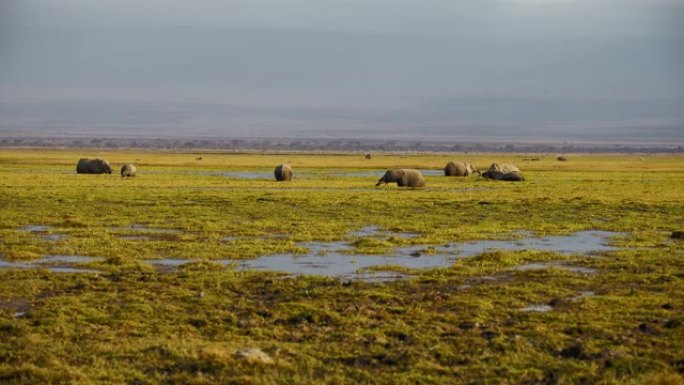 一群大象在沼泽地里寻找食物，从远处可以看到，肯尼亚安博塞利国家公园