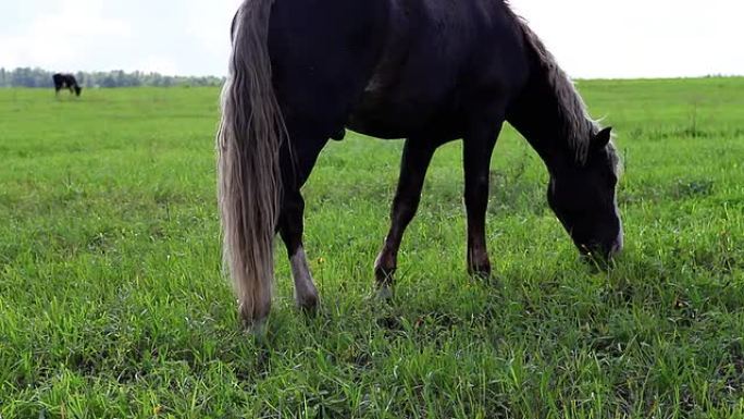 马在田野里吃草