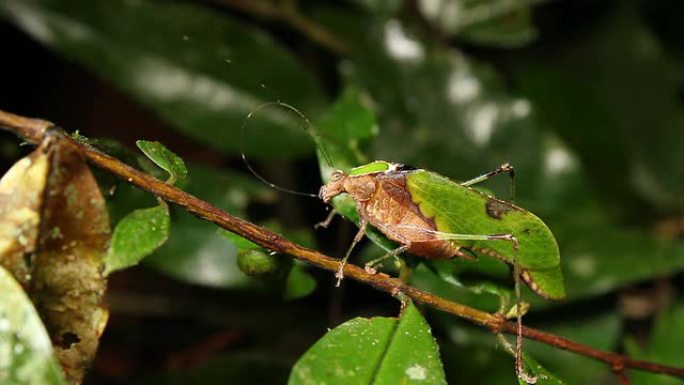 叶拟态katydid (Pycnopalpa bicordata)