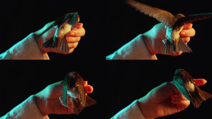 谷仓燕子的肖像 -- 女性手中的希伦多·鲁斯蒂卡。驯服的小鸟小鸡张开翅膀，在黑暗的工作室背景下教飞行