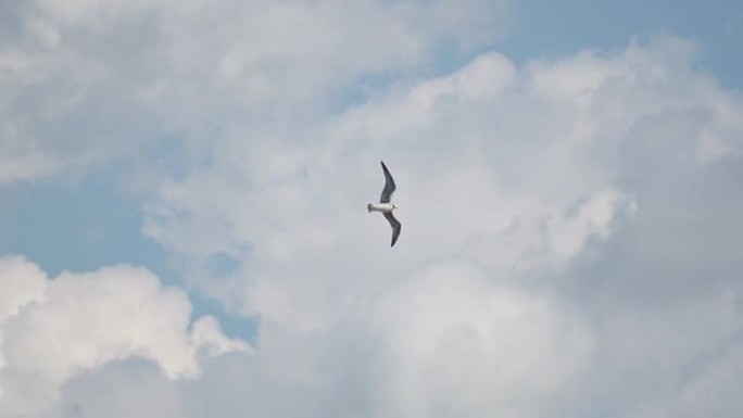 慢镜头: 蓝天中的信天翁飞行