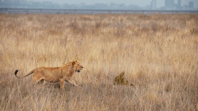 内罗毕国家公园自然栖息地的l雌狮警觉