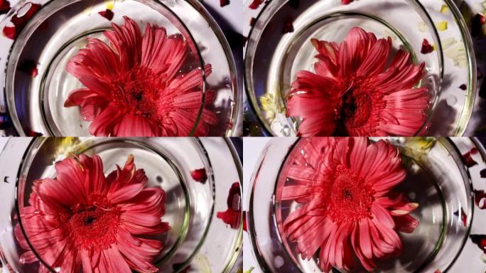 菊花在盛满水的碗上桌旋景