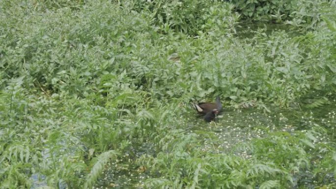 在茂密的河流植被中常见的母鸡或水母鸡和小鸡