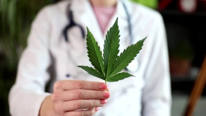 医生科学家拿着大麻植物的叶子为四氢大麻酚草药用于医疗概念