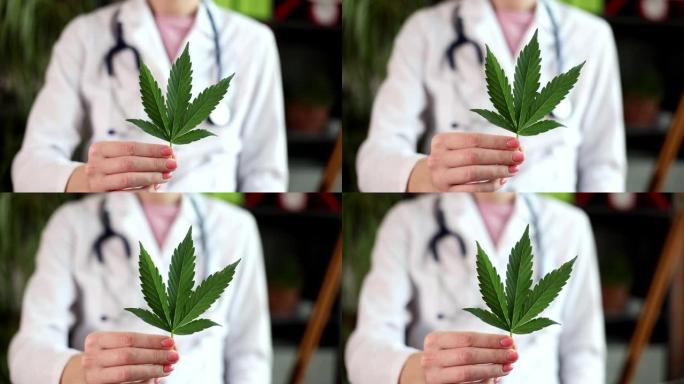 医生科学家拿着大麻植物的叶子为四氢大麻酚草药用于医疗概念