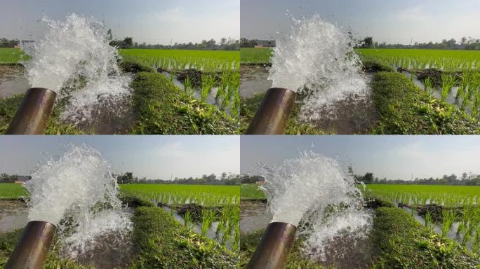 灌溉期间从浅机器流出的水。浅管井灌溉。水稻种植。浅水机器的水淹没了稻田