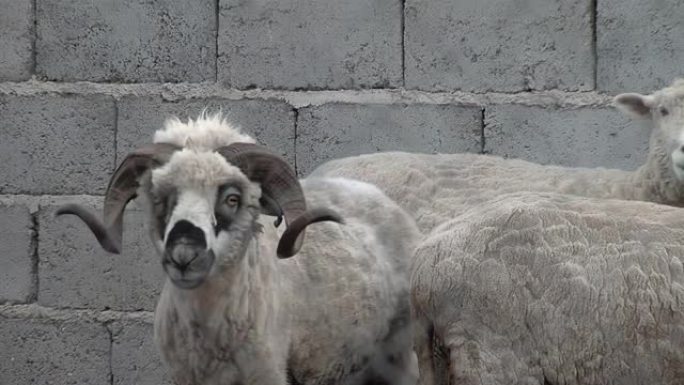 阿根廷卡塔马卡省一个农场的卷角羊。