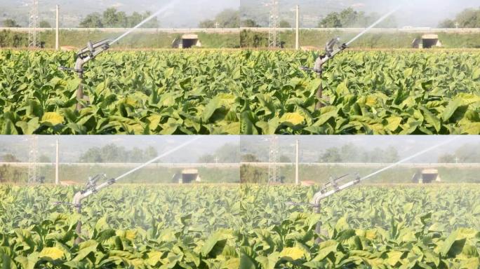 高清: 带有农业洒水器的烟草种植园