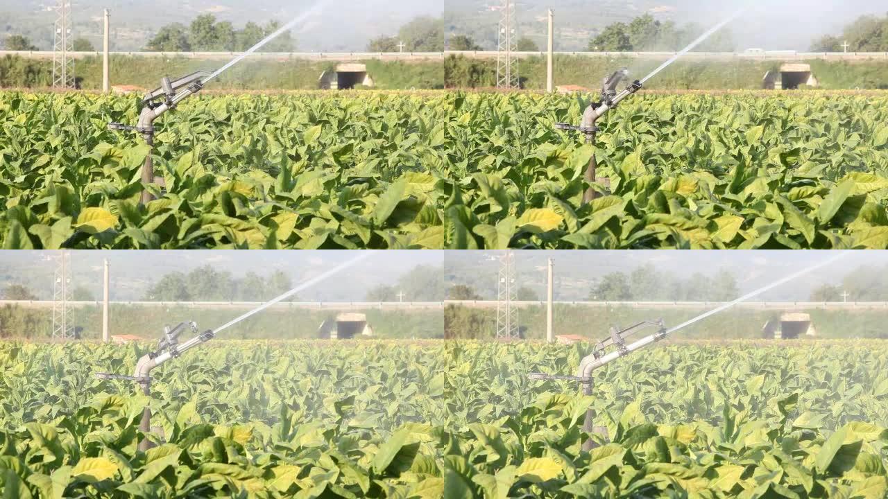 高清: 带有农业洒水器的烟草种植园